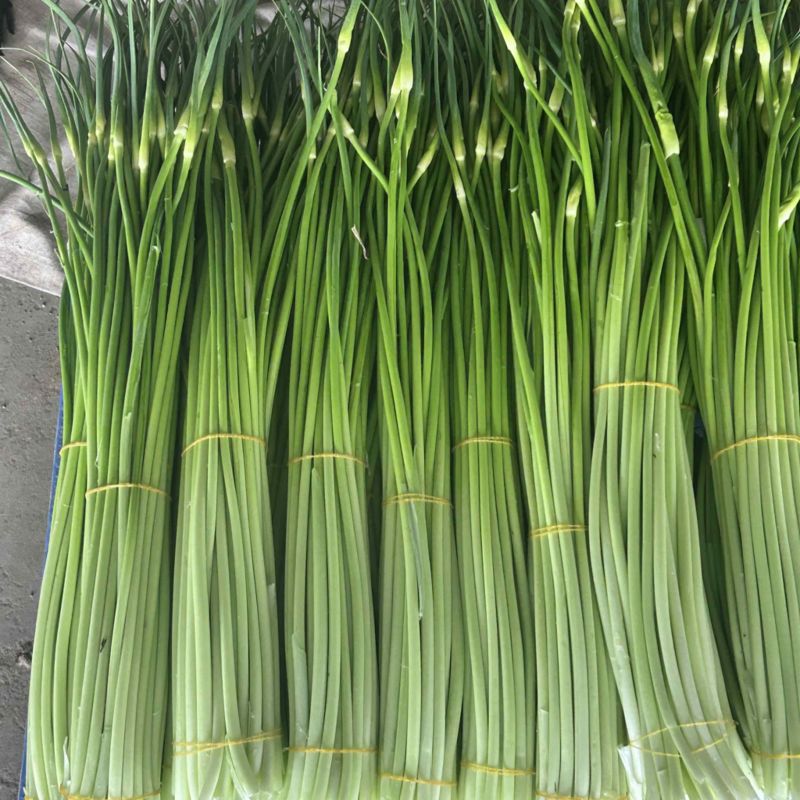 蒜苔湖北宜昌枝江大量供应白冒蒜苔，一手货源量大从优