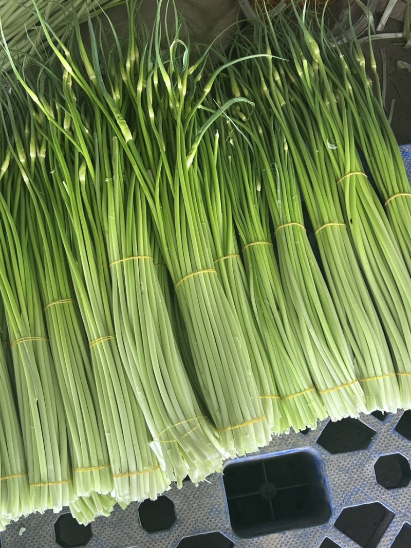 蒜苔湖北宜昌枝江大量供应白冒蒜苔，一手货源量大从优