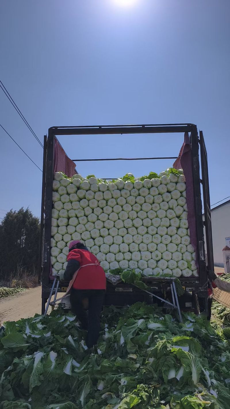 山东莒县黄心大白菜