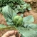 河南趴地菠菜基地直发品质保证量大从优