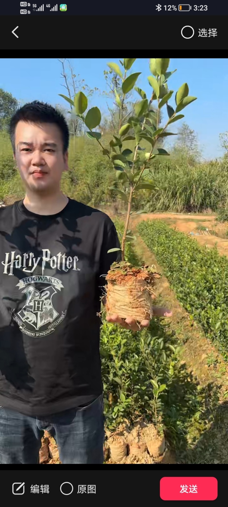 产地直发两年高产嫁接12乘以15油茶中杯苗