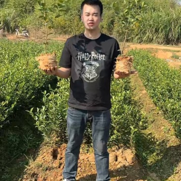 产地直发两年高产嫁接12乘以15油茶中杯苗