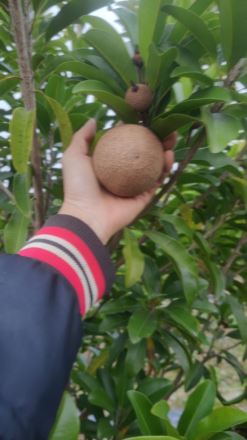 人心果
