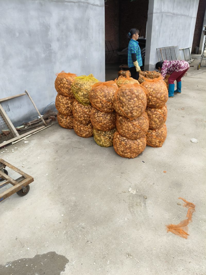 只批发车螺，不零售，电话洽谈！当面交易！欢迎老板当地考察