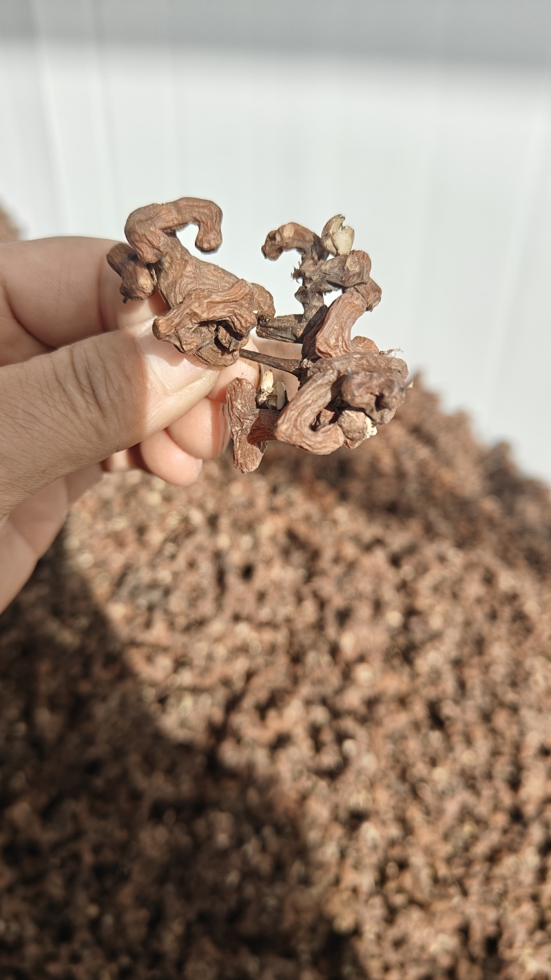 新鲜拐枣大量上市，需要货源，别错过