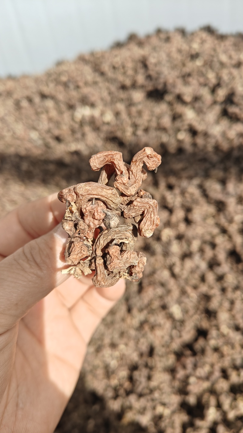 新鲜拐枣大量上市，需要货源，别错过