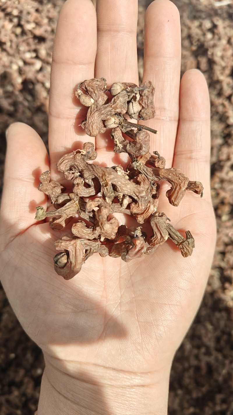新鲜拐枣大量上市，需要货源，别错过