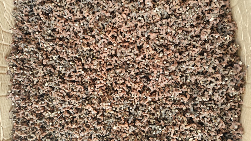 新鲜拐枣大量上市，需要货源，别错过
