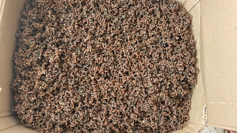 新鲜拐枣大量上市，需要货源，别错过
