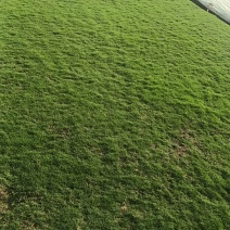 马尼拉草皮