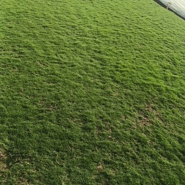 马尼拉草皮