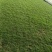 马尼拉草皮