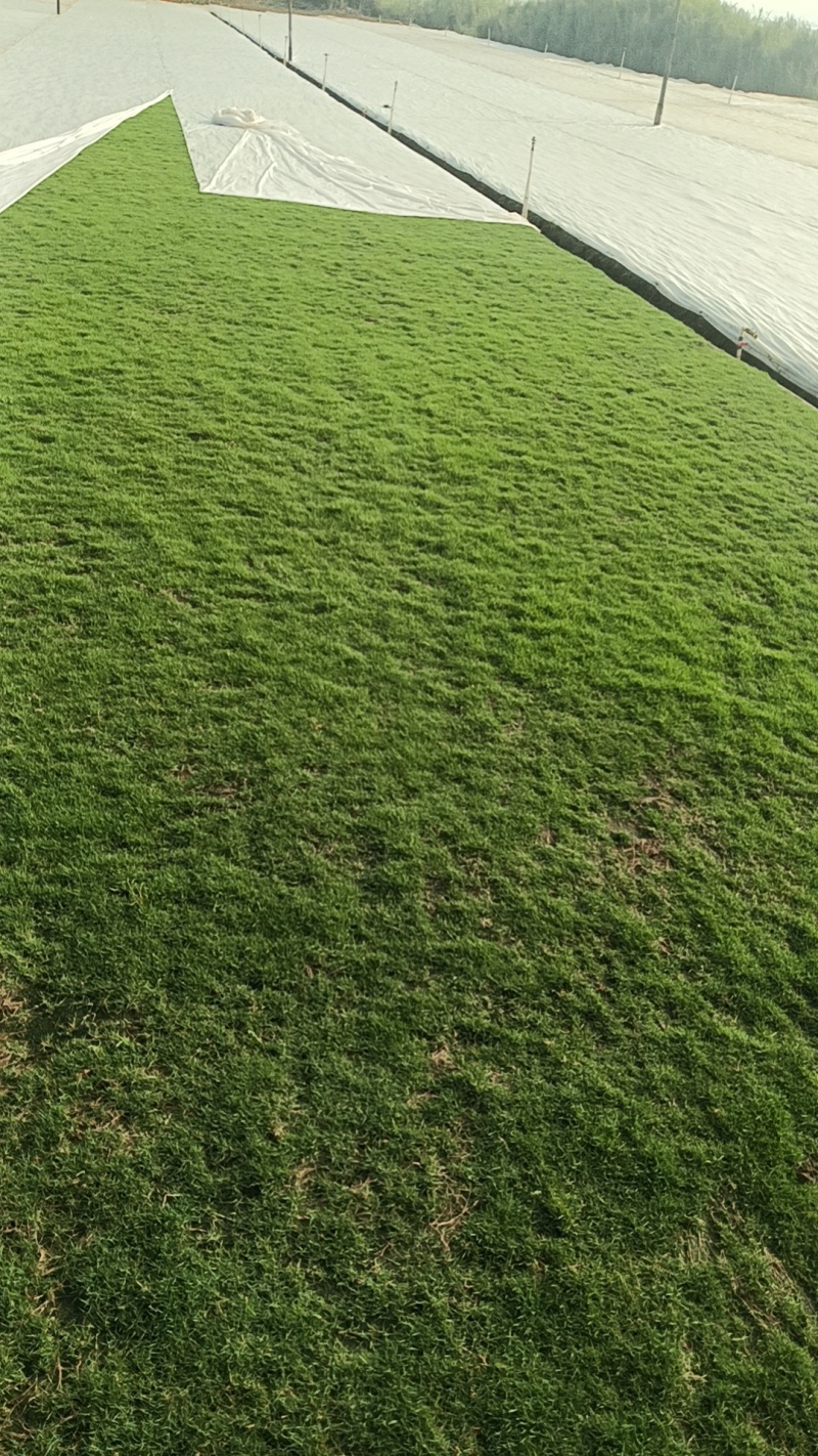 马尼拉草皮