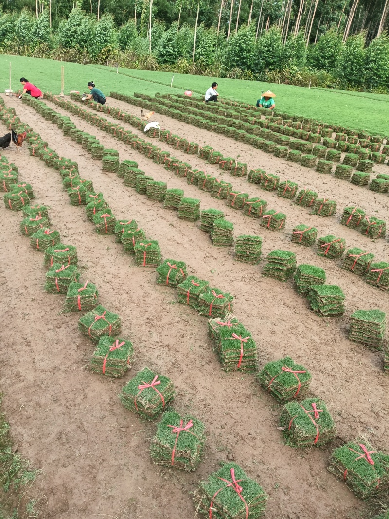 马尼拉草皮