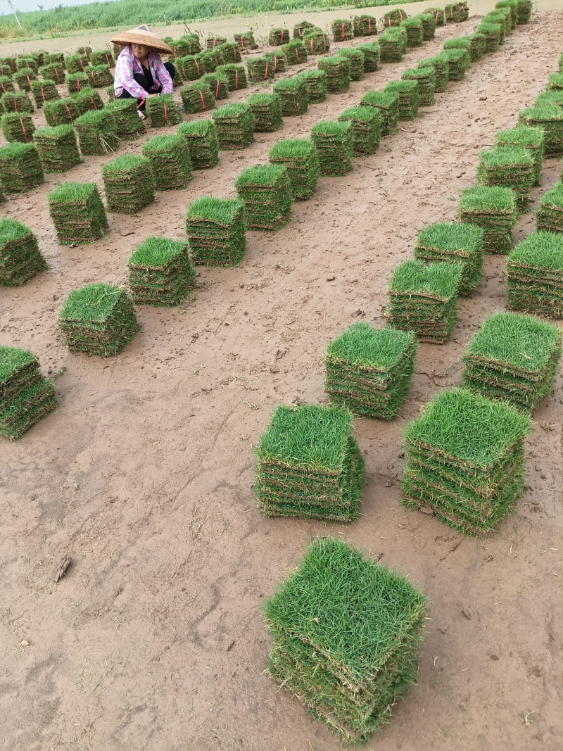 马尼拉草皮