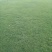 马尼拉草皮