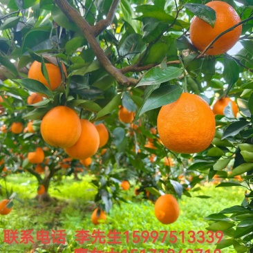 净重9斤坏果包赔