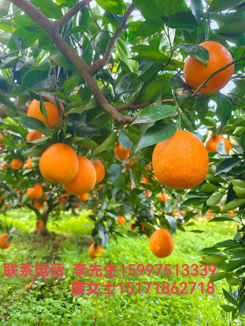 净重9斤坏果包赔