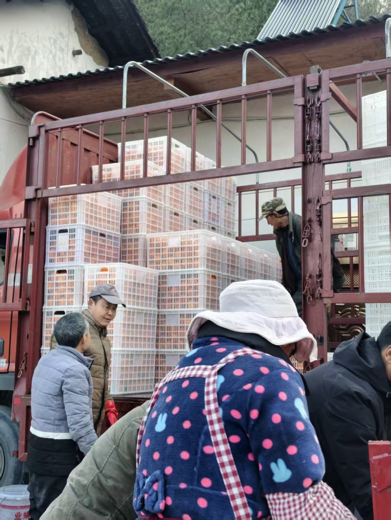 纽荷尔脐橙净重9斤坏果包赔