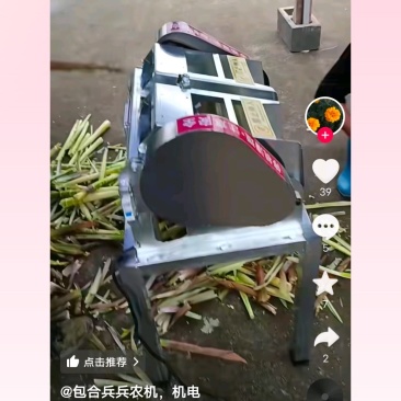 黄山笋尖