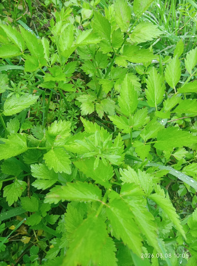 野芹菜