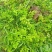 野芹菜
