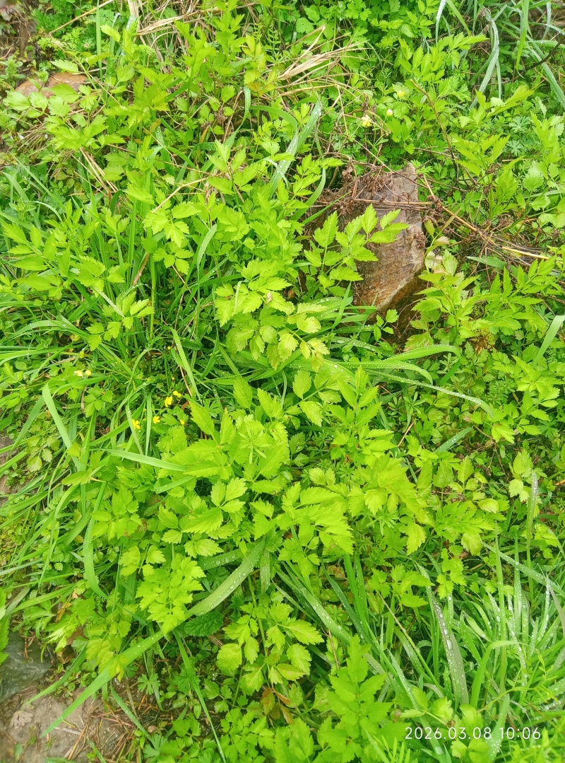 野芹菜