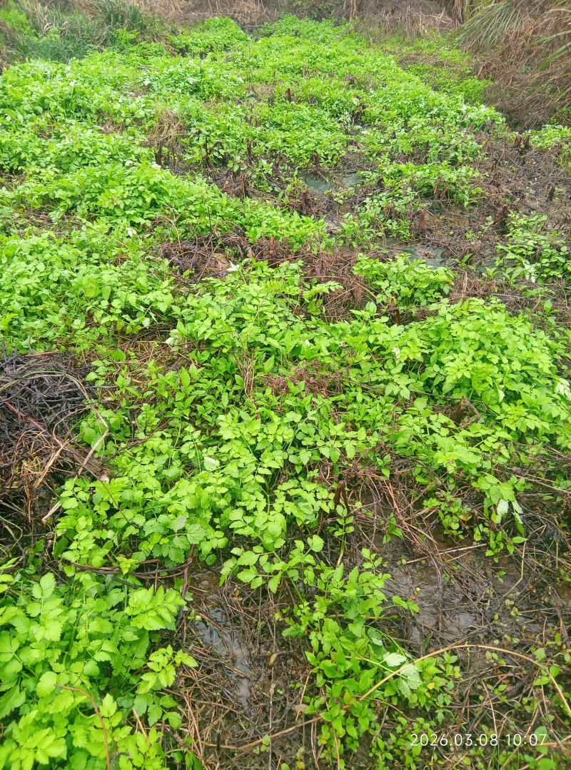 野芹菜