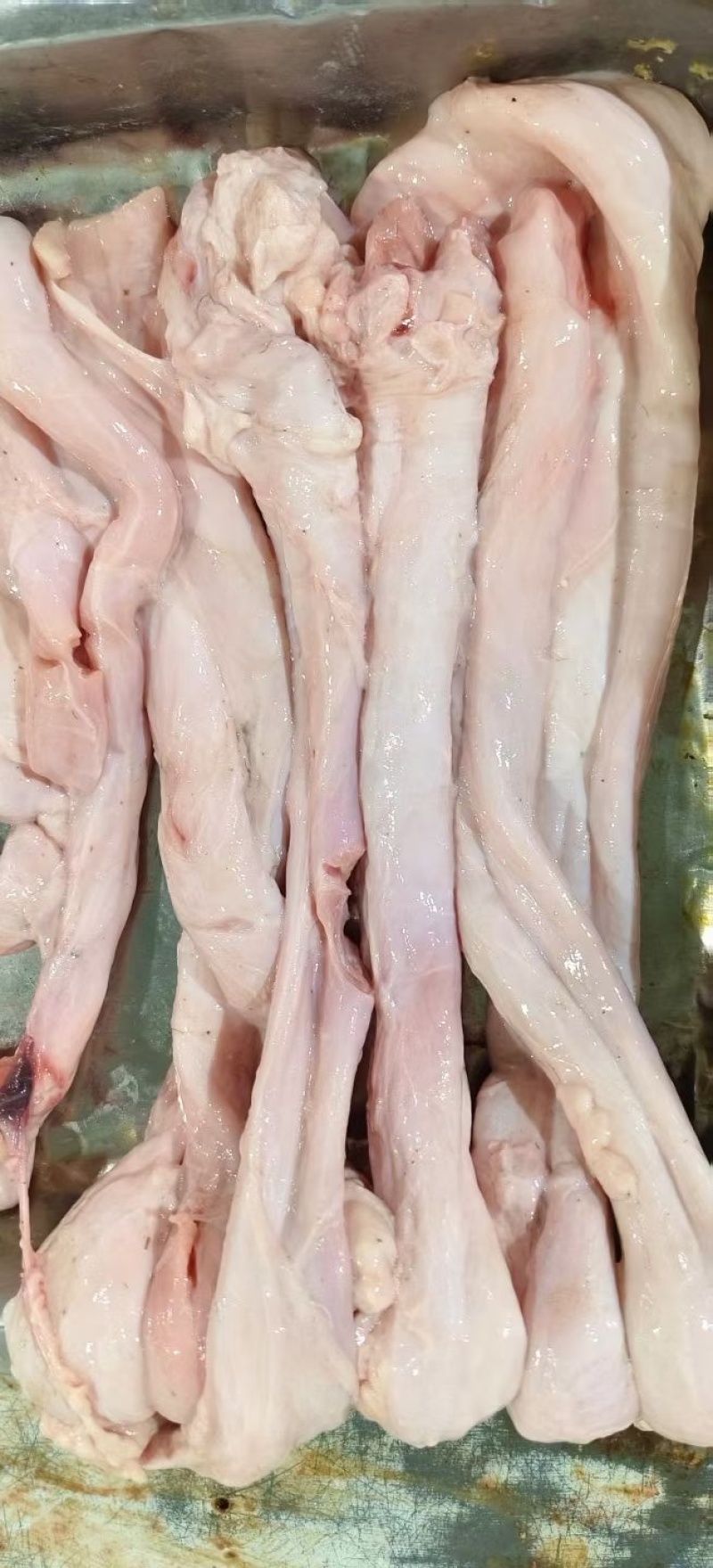牛精索