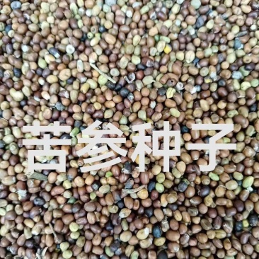苦参种子，好种植好管理，效益高