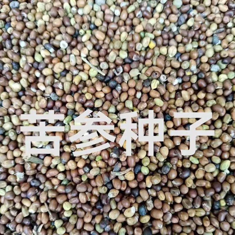 苦参种子，好种植好管理，效益高