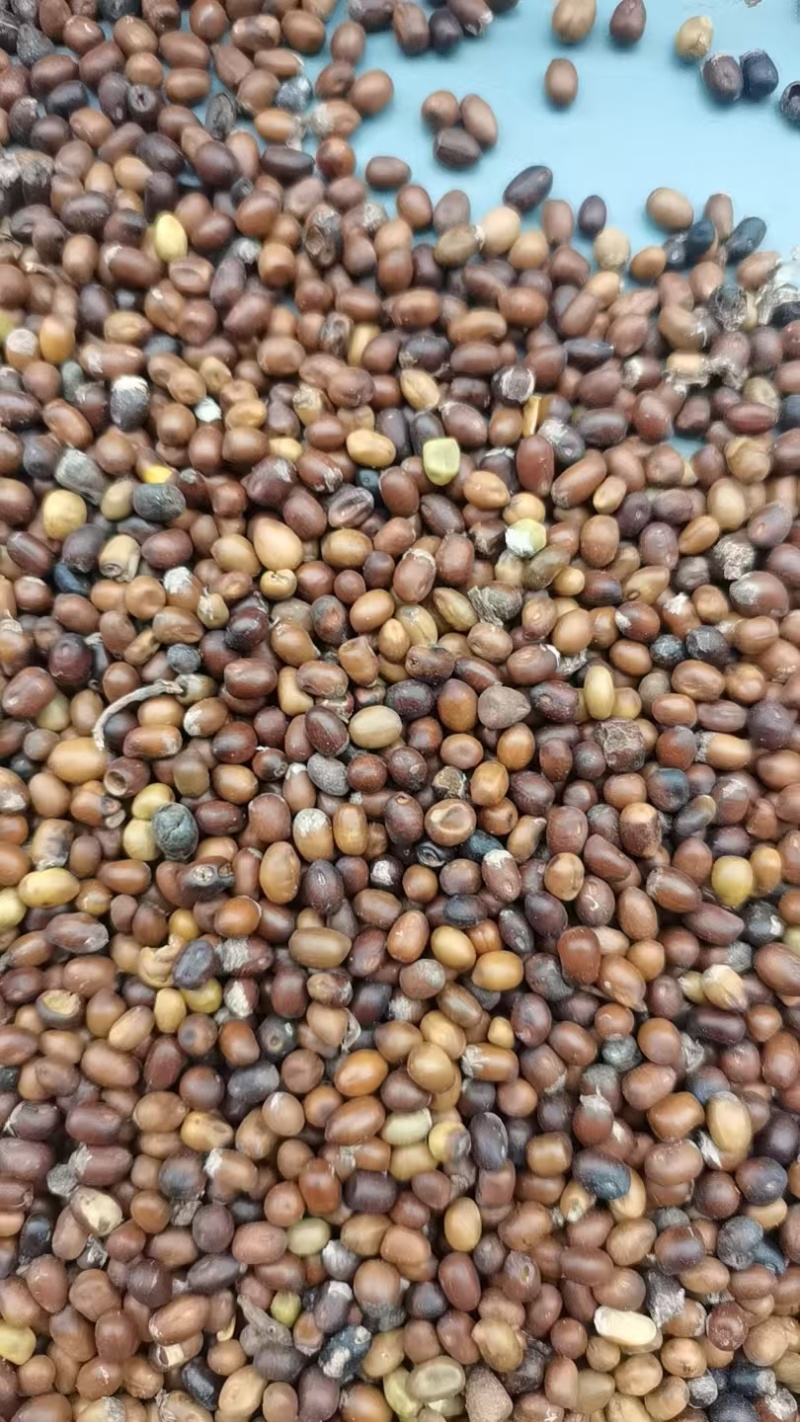 苦参种子，好种植好管理，效益高