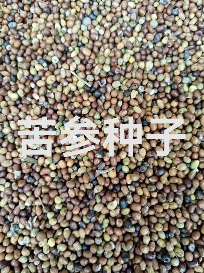 苦参种子，好种植好管理，效益高