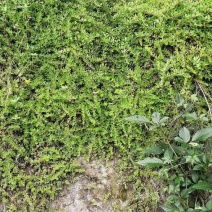 垂盆草
