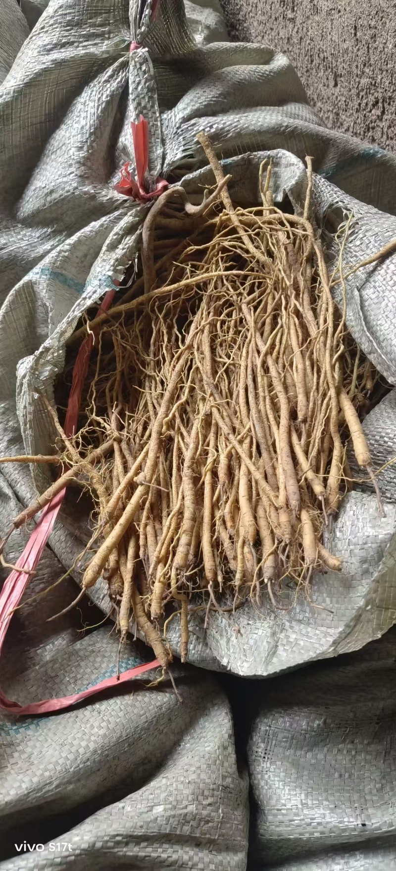 黄芩苗，好种植好管理，效益高