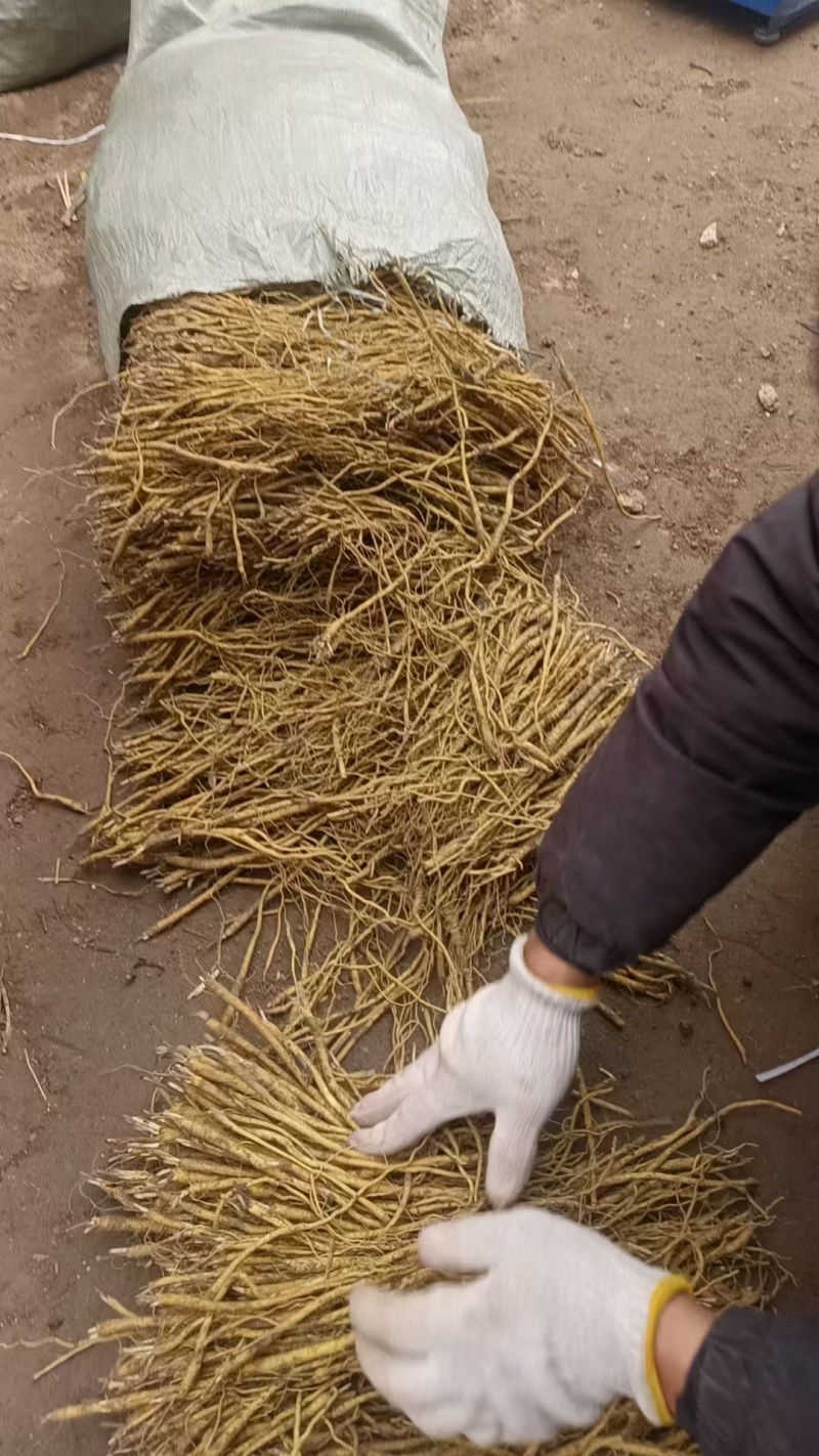 黄芩苗，好种植好管理，效益高