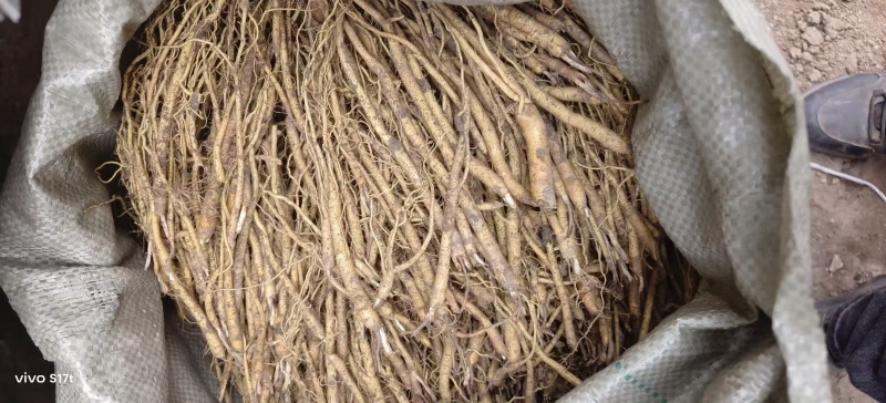 黄芩苗，好种植好管理，效益高