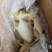 金鲳鱼。200克_800克