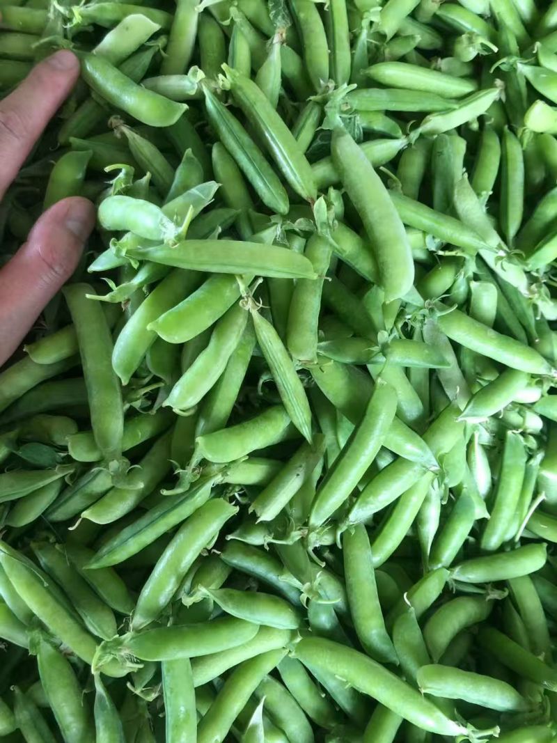 精品豌豆青豌豆市场货电商货工厂货一手货源产