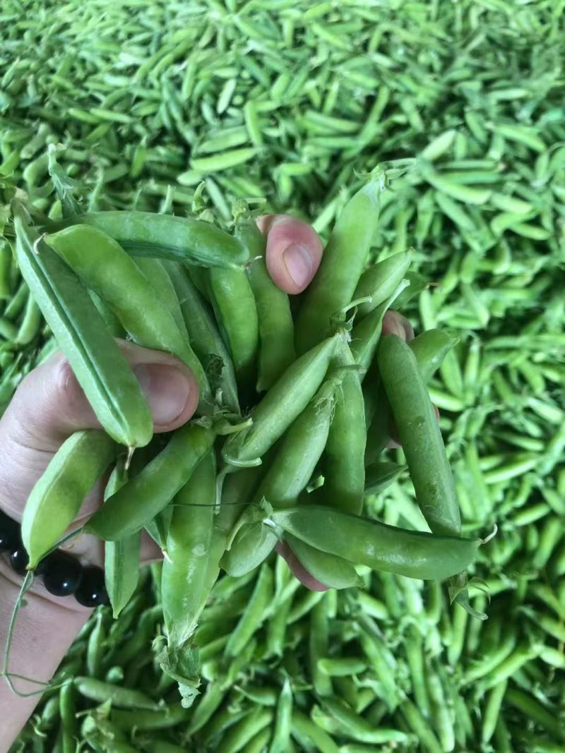 精品豌豆青豌豆市场货电商货工厂货一手货源产