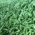 精品豌豆青豌豆市场货电商货工厂货一手货源产