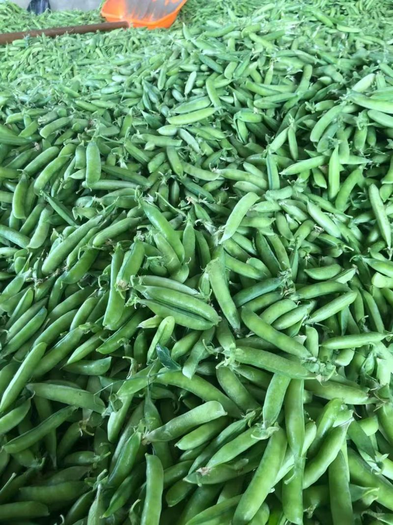 精品豌豆青豌豆市场货电商货工厂货一手货源产