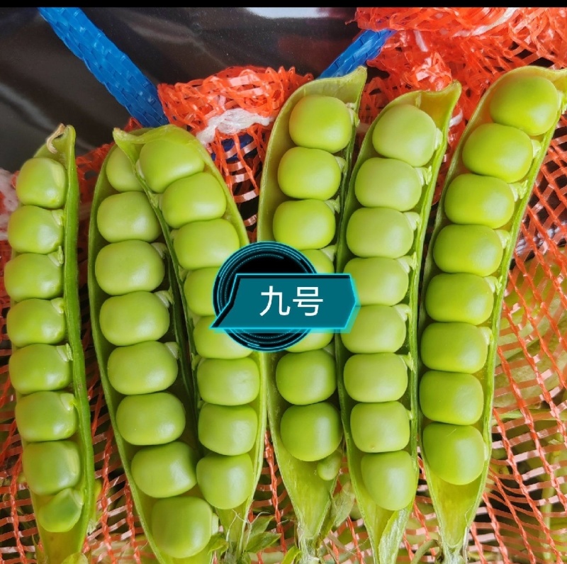 精品豌豆青豌豆市场货电商货工厂货一手货源产