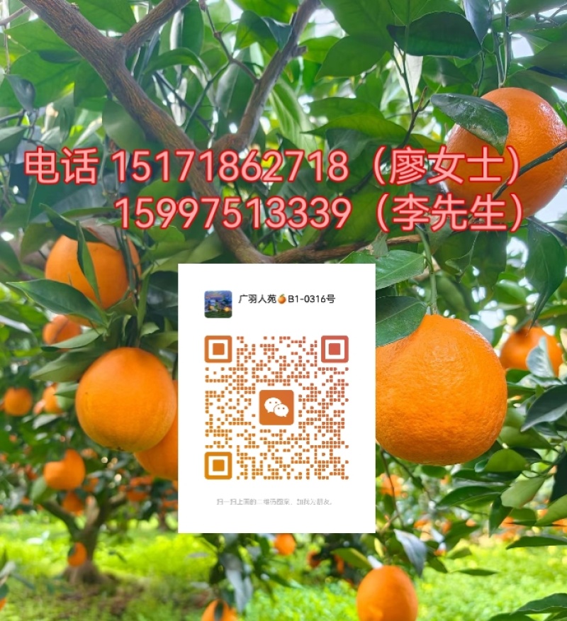 净重9斤坏果包赔