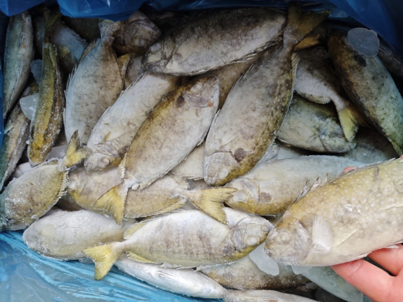 泥猛鱼4到6条一斤，怎么煮的好吃