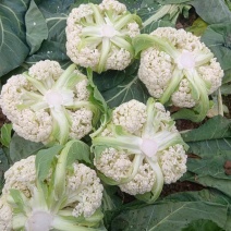 精品山东临沂郯城青梗菜花，根部平整，保质保量，产地批发