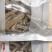 甘肃精品党参段段