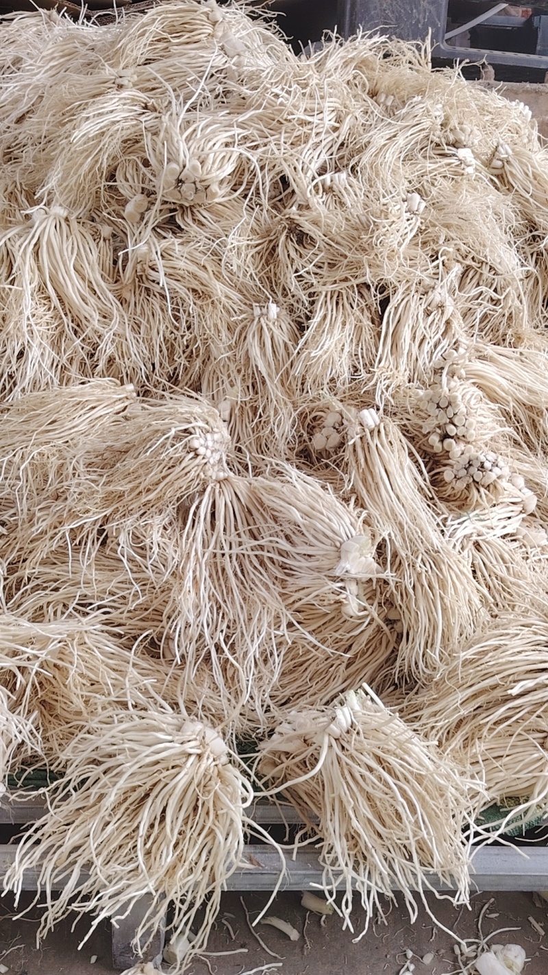 云南韭菜根苤菜根撇菜根佤味鸡脚原材料