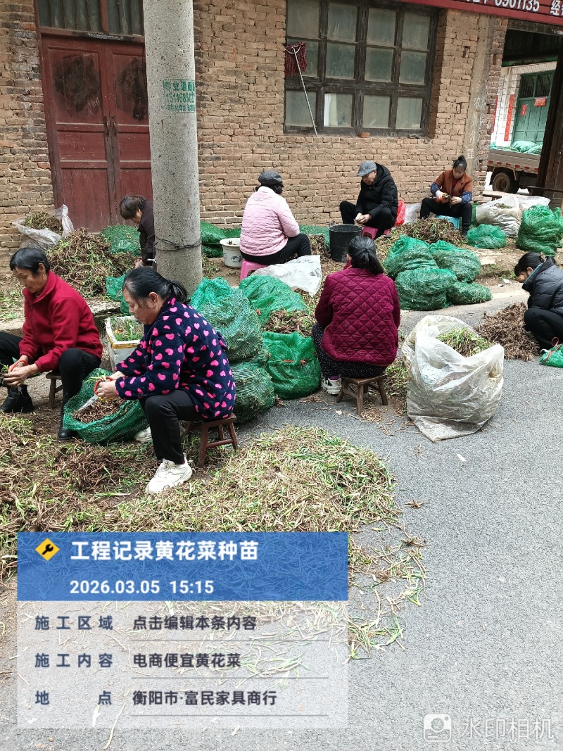黄花菜种苗优质种苗量大从优诚信经营湖南祁东县黄花菜