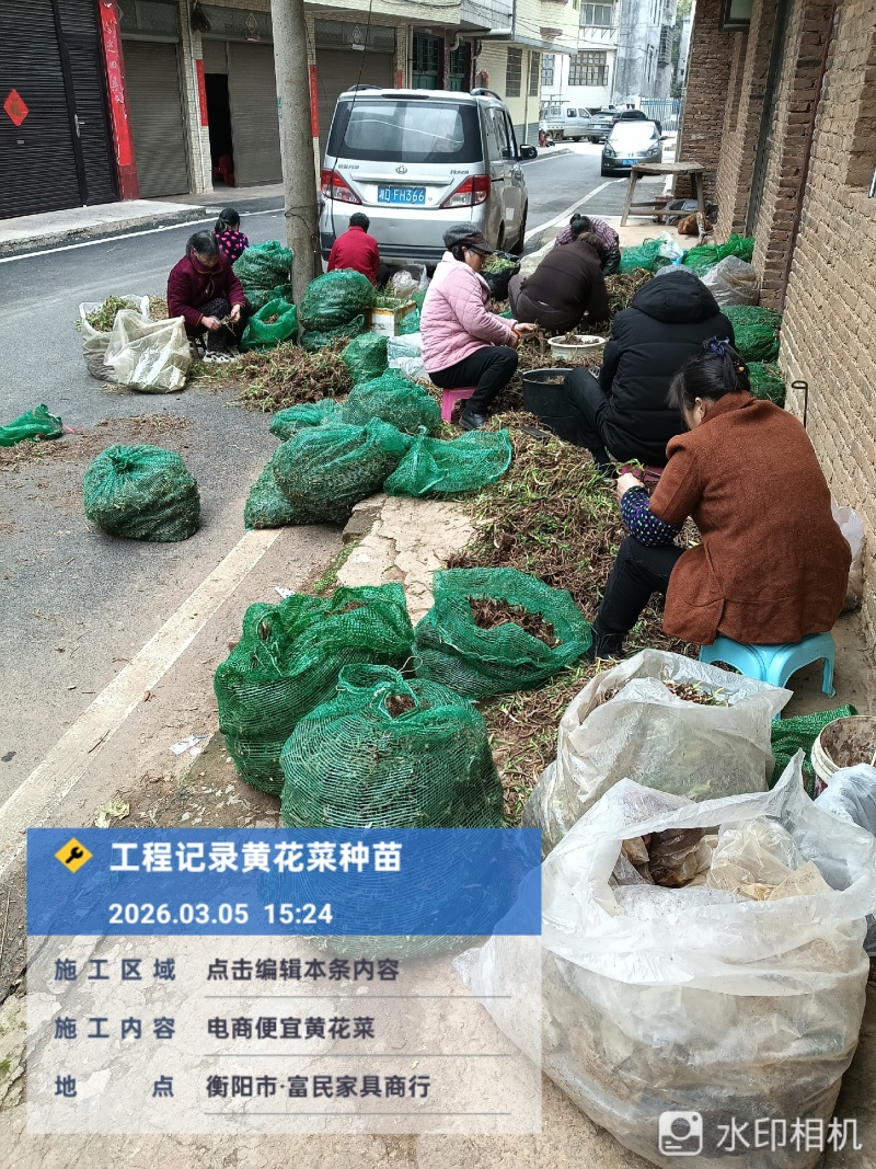 黄花菜种苗优质种苗量大从优诚信经营湖南祁东县黄花菜